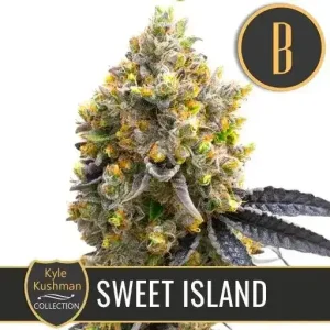 Kyle's Sweet Island strain by Kyle Kushman with dense buds covered in resin.