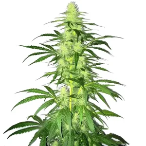 Lambs Bread Strain showcasing fluffy green buds and slender leaves.