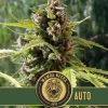 Dense bud of Mamba Negra Auto cannabis with dark purple hues and bright green leaves, covered in crystal trichomes