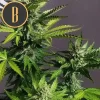 Mamba Negra Auto CBD plant, showing vibrant green leaves and developing buds.