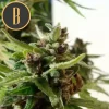 Mamba Negra Auto CBD sprout, vibrant green and healthy in early growth stage.