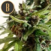 Close-up of Mamba Negra Auto cannabis flower, showcasing vibrant green leaves and purple-tinted buds with resinous trichomes
