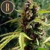 Mamba Negra Auto plant with vibrant green leaves and dense, resinous buds, set against a dark background