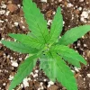 Mamba Negra Auto CBD plant, showing vibrant green leaves and developing buds.