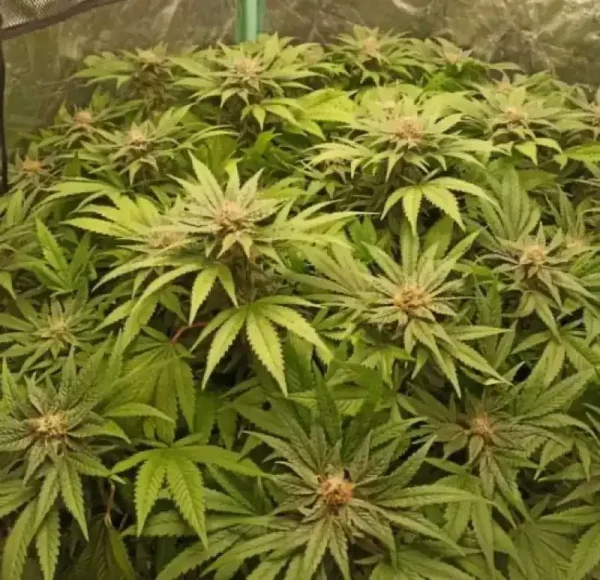 Young Mamba Negra CBG plant with broad, green leaves.