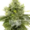 Compact and dense cola of Mamba Negra Fast Blooming strain ready for harvest.