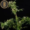 Close-up of Mamba Negra Strain, showcasing its lush foliage and white pistils.
