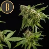 The tall, graceful structure of the Mamba Negra Strain, filled with resinous buds
