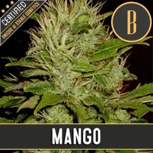 Mango strain with well-developed, resinous buds and vibrant green leaves.