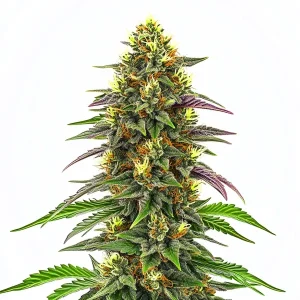 Maui Waui Strain featuring stacked buds and tropical appeal.