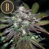 Deep purple Narkosis buds with a lush layer of sticky trichomes.