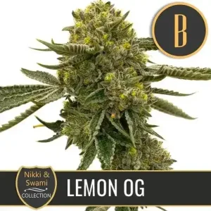 A fully matured Nikki & Swami's Lemon OG plant, covered in dense, frosty buds ready for harvest.