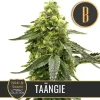 Flowering plant of Taängie strain showing rich green leaves and resinous buds.