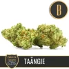 Close-up of Taängie strain buds with vibrant orange hairs and dense trichomes.