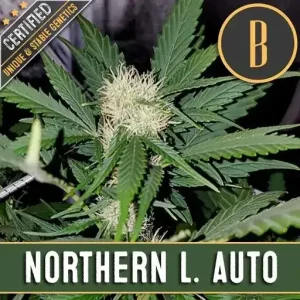 Northern L. Auto strain bud showing dense trichome coverage.