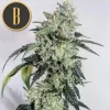 OG Kush strain with elongated branches and thick buds under natural light.