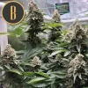 OG Kush buds in an indoor growing tent, developing rich resin coverage.