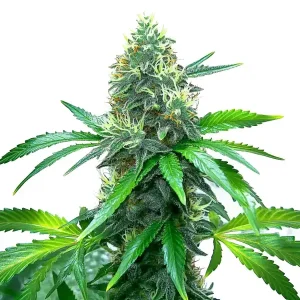 Flowering OG Kush plant with lush, healthy leaves and multiple buds.