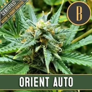 Blooming Orient Auto strain with orange pistils and sparkling resin.