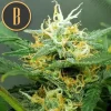 Close-up of Orient Auto strain with vibrant green buds.