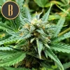 Orient Auto strain in full bloom with healthy foliage.