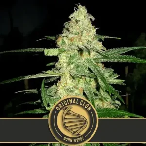 Original Clon strain bud with signature dense, resinous flowers.