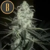 Original Clon strain, showing dense buds covered in frosty trichomes.