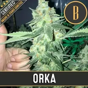 Orka strain, featuring vibrant and frosty colas with a vigorous appearance