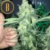 Orka strain, showcasing a lush, resin-coated flower with a grower's thumb-up.
