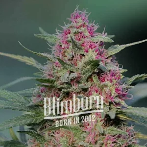 Vibrant pink hues coat this frosty Pink Rozay strain bud, boasting resinous trichomes and impressive structure.