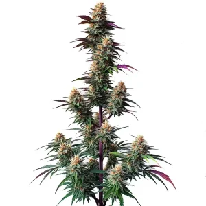 Pink Runtz Auto by Blimburn Seeds, exhibiting a mix of purple and green with thick trichomes.