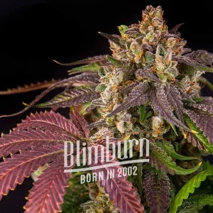 Deep pink buds of Pink Runtz strain, covered in a blanket of sugary trichomes, showcasing fruity terpene-rich goodness.