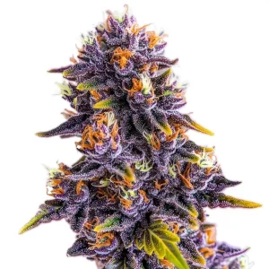 The Purple Star Killer strain flaunts dark purple tones, shimmering with crystals and highlighted with fiery pistils.