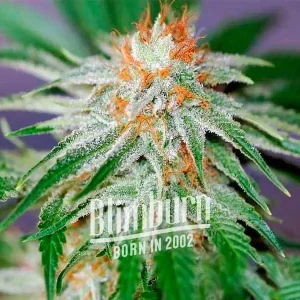 Red Dragon strain presents an exotic combination of green and red, radiating with frosty trichomes and dense bud formation.