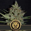 Close-up of Santa Muerte Fast Blooming buds covered in resin and bright pistils.