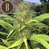 Mature Santa Muerte Fast Blooming plant showcasing thick flowers outdoors.