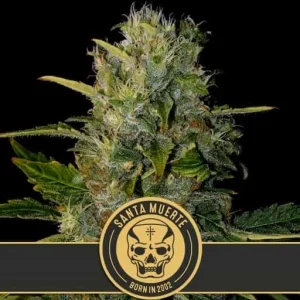 Close-up of Santa Muerte strain with rich, resinous buds and classic Santa Muerte branding.