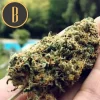 Hand holding a dense bud of Santa Muerte strain, showcasing its vibrant trichomes.