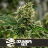 Bushy Scrambler Haze strain, displaying resin-coated buds in vibrant green.