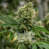 Flowering Scrambler Haze plant with healthy buds, labeled with its signature branding.