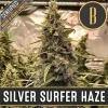 Silver Surfer Haze strain under grow lights, revealing dense buds with deep coloring.