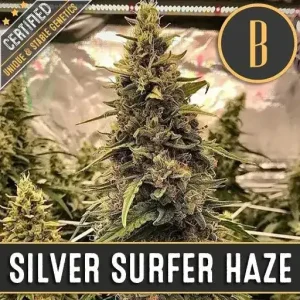 Silver Surfer Haze strain under grow lights, revealing dense buds with deep coloring.