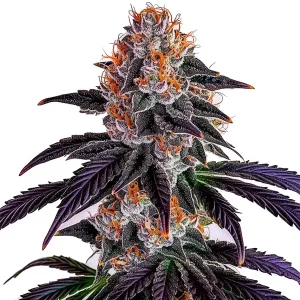 Bold and dark, the Sirius Black strain displays rich purple hues, highlighted by vivid orange pistils and a frosty surface.