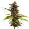 Dense Sleepy Joe strain buds covered in frosty crystals, with lush green and purple hues beneath.