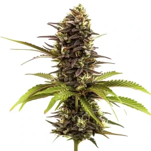 Dense Sleepy Joe strain buds covered in frosty crystals, with lush green and purple hues beneath.