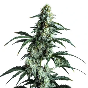 Tall and dense buds of Sour Diesel with its classic lime green and fiery orange pistils.