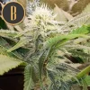 A beautiful close-up showcasing the frosty trichomes of the Sour Diesel strain, glistening in the light.
