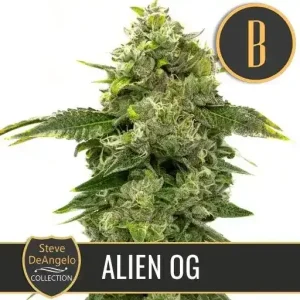 Steve's Alien OG plant with thick, resin-covered buds and dark green leaves.