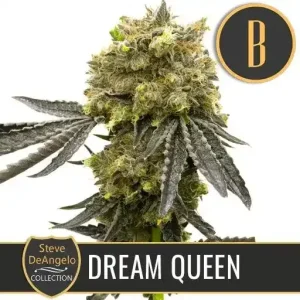 Steve's Dream Queen strain with fat buds and leaves covered in crystals