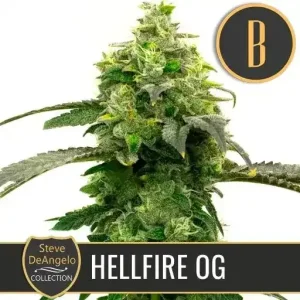 Steve's Hellfire OG strain with tightly packed, resinous buds.